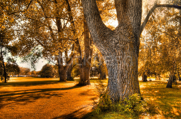 Najaar mooie landschap natuur tuin achtergrond Stockfoto © froxx