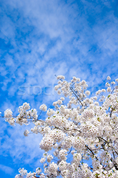 Wiosną kwitnienia niebieski mętny niebo drzewo Zdjęcia stock © froxx