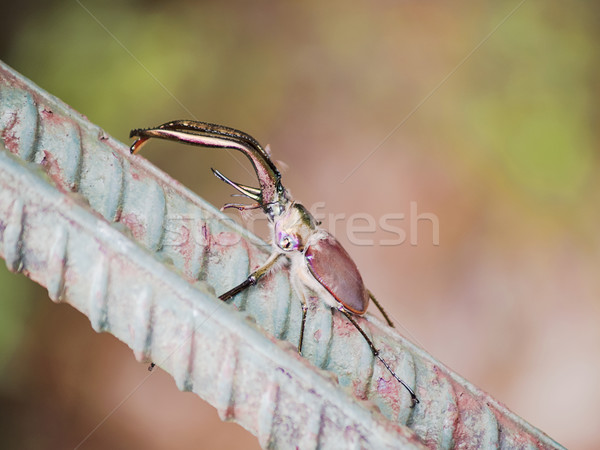 Escarabajo hierro cable Foto stock © fxegs