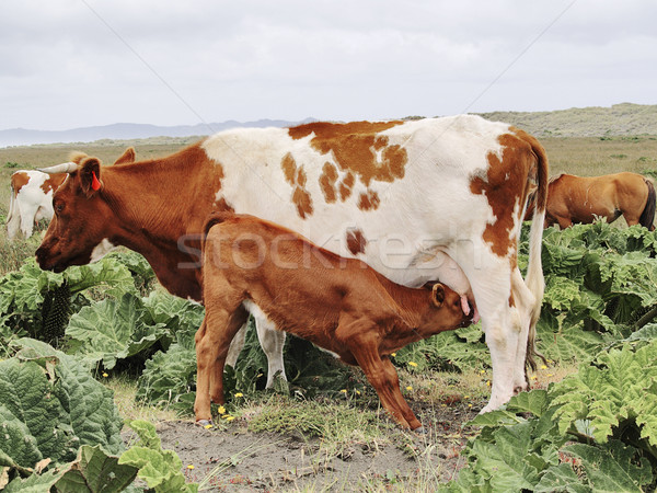 Cow breastfeeding a calf Stock photo © fxegs
