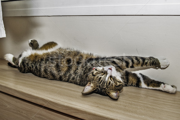 Nyújtott macska asztal fiatal állat gyönyörű Stock fotó © fxegs