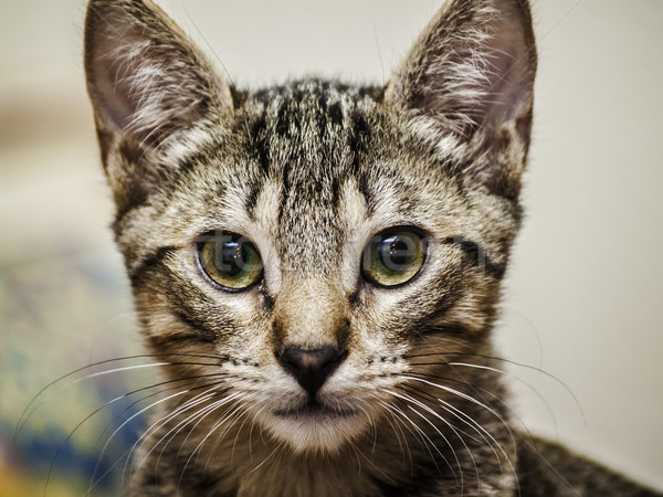 Masculina gatito retrato cabeza hermosa dulce Foto stock © fxegs