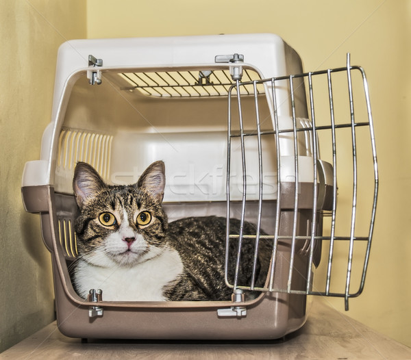 Stock photo: Cat crate