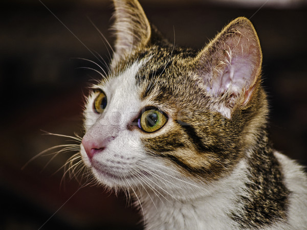 Femenino gatito retrato cabeza hermosa dulce Foto stock © fxegs