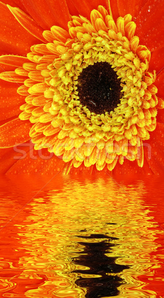 Flor reflexión rojo primavera naturaleza verano Foto stock © fyletto