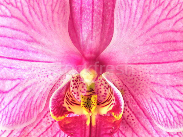 Beautiful orchid Stock photo © fyletto