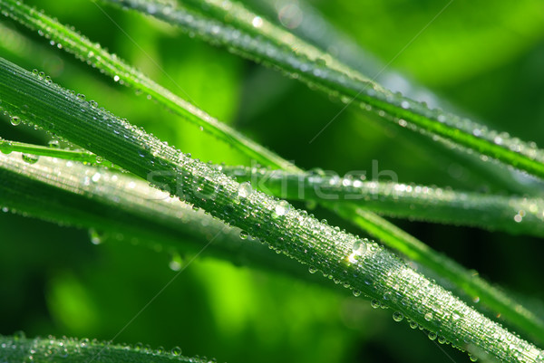 Matin feuille belle macro couvert [[stock_photo]] © fyletto