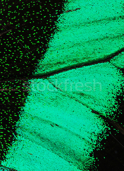 Stock photo: Butterfly wing