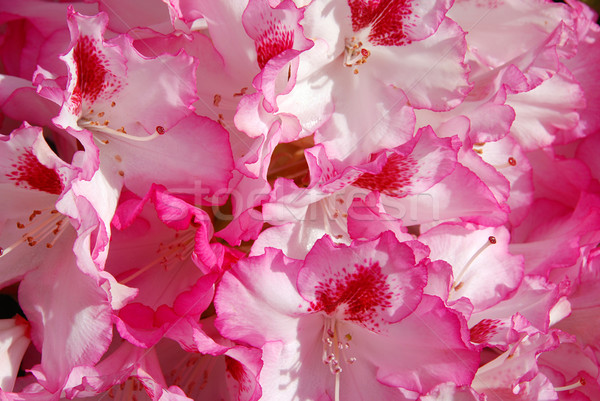 Gyönyörű rózsaszín virág friss színek tavasz Stock fotó © fyletto