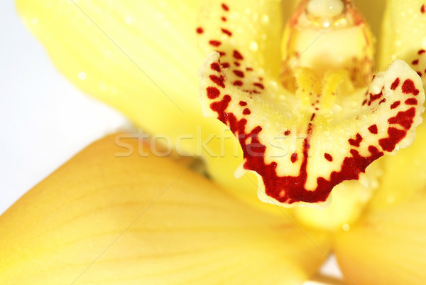 Orchidea citromsárga makró igazi részlet virág Stock fotó © fyletto