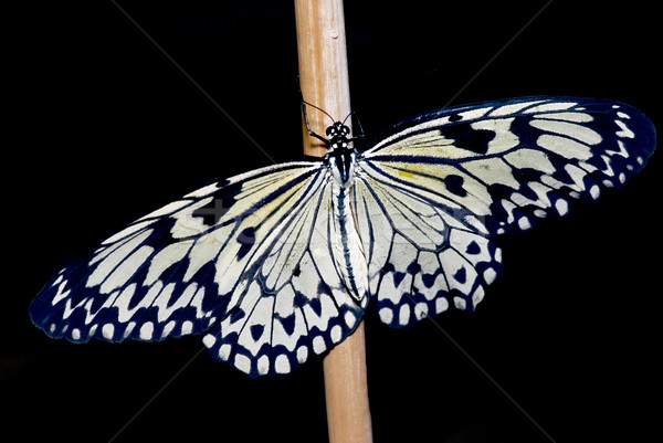White butterfly Stock photo © fyletto