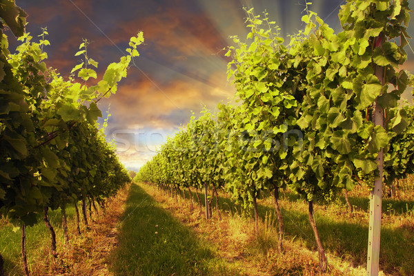 Foto d'archivio: Vigneto · tramonto · bella · drammatico · cielo · raggi