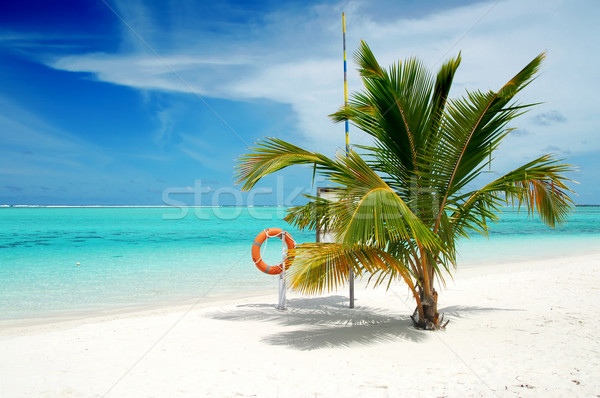 Tengerpart Maldív-szigetek gyönyörű trópusi tengerpart türkiz tenger Stock fotó © fyletto