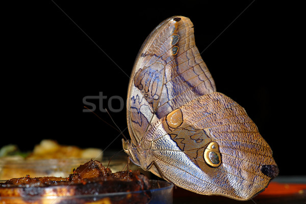 Borboleta tropical alimentação doce primavera Foto stock © fyletto