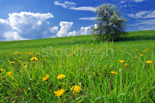 Primavera panorama bella albero fiorire prato Foto d'archivio © fyletto