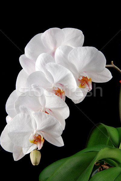 Foto stock: Orquídeas · blanco · luna · hojas · verdes · negro · flor