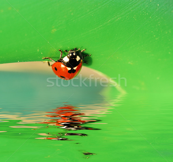 Stock photo: Ladybird on a leaf