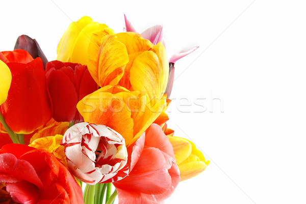 Tulipánok köteg gyönyörű tavaszi virágok színes fehér Stock fotó © fyletto