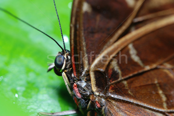 Schmetterling Detail schönen tropischen Sitzung green leaf Stock foto © fyletto