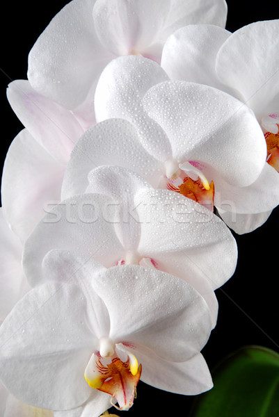 Foto stock: Orquídeas · blanco · luna · hojas · verdes · negro · flor