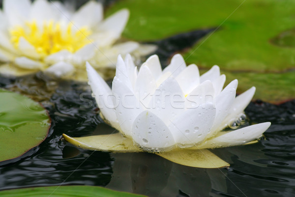 Apă crin floare umed roua Imagine de stoc © fyletto