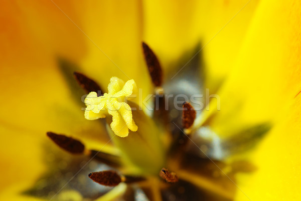 Yellow tulip Stock photo © fyletto