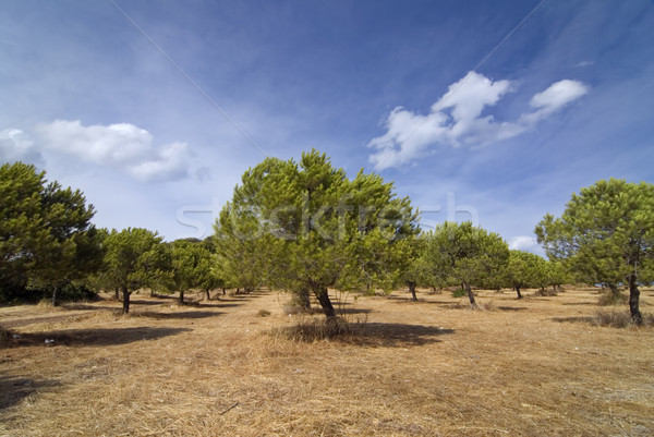 Steen pine bosje Griekenland blauwe hemel wolken Stockfoto © fyletto