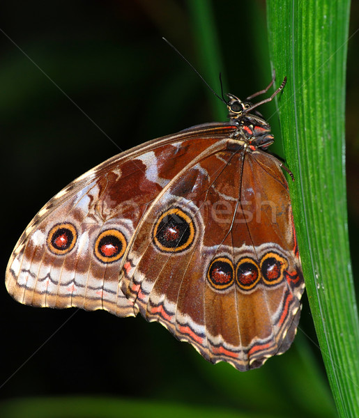 Two butterflies on a branch Stock photo © fyletto