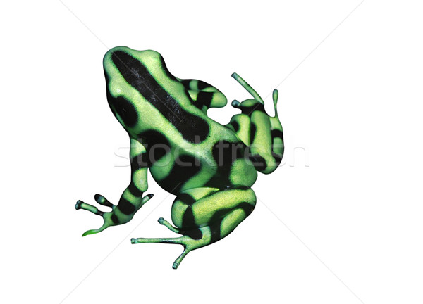 Tropical frog Stock photo © fyletto