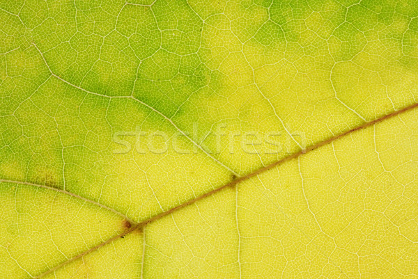 Automne feuille macro belle vert couleur [[stock_photo]] © fyletto