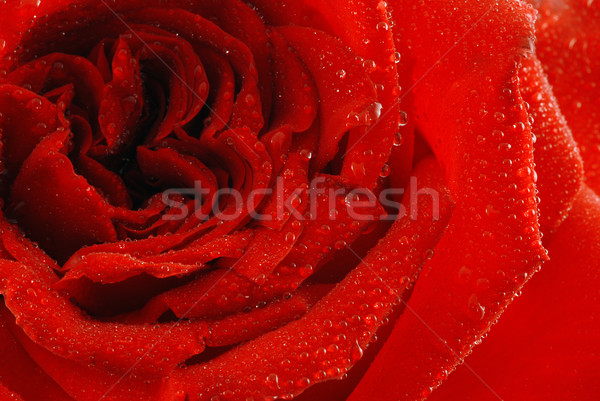Trandafir roua frumos trandafir rosu picături floare Imagine de stoc © fyletto