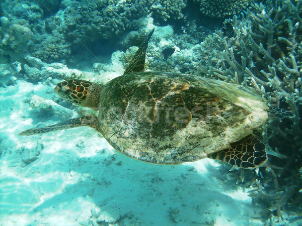 [[stock_photo]]: Tortue · mer · natation · poissons