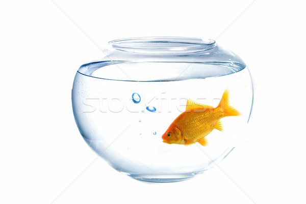 Goldfish Stock photo © fyletto