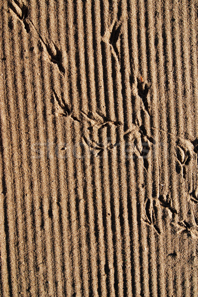 Beach and bird tracks Stock photo © fyletto