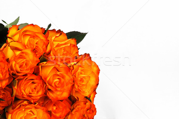 Imagine de stoc: Portocaliu · trandafiri · izolat · alb · floare · nuntă