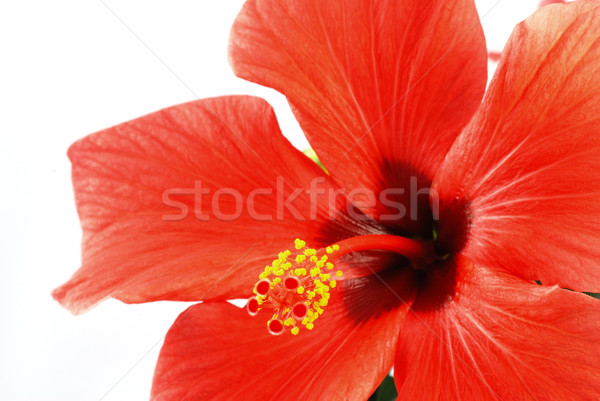 Hibiscus frumos roşu floare alb pădure Imagine de stoc © fyletto