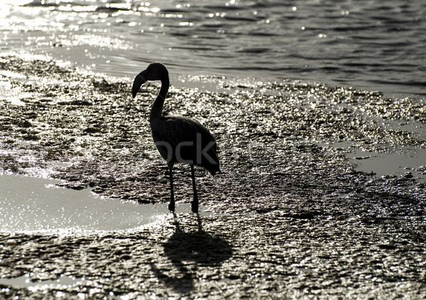 Flamingo coucher du soleil oiseau silhouette lac eau [[stock_photo]] © fyletto