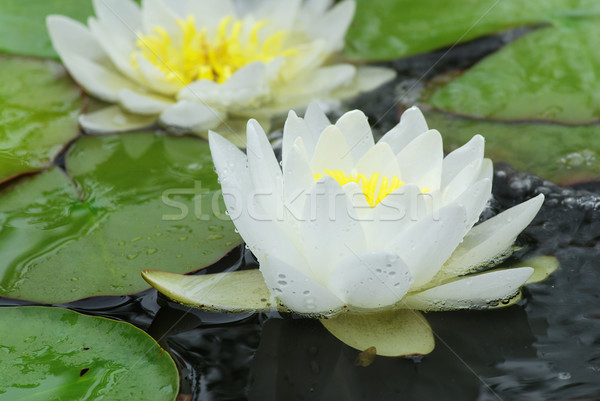 Water lily Stock photo © fyletto