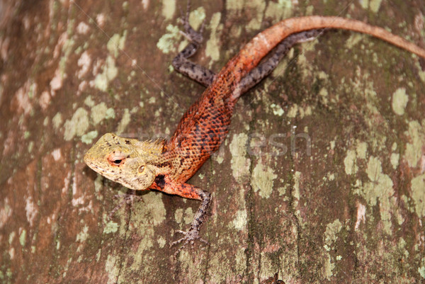 Geko küçük tropikal oturma ahşap şube Stok fotoğraf © fyletto