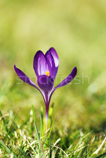 Krokus kwiat trawy płytki wiosną Zdjęcia stock © fyletto