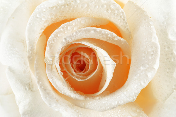 Belle blanche rose gouttes rosée [[stock_photo]] © fyletto