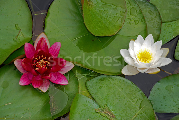 Dwa wody lilie czerwony liści Zdjęcia stock © fyletto