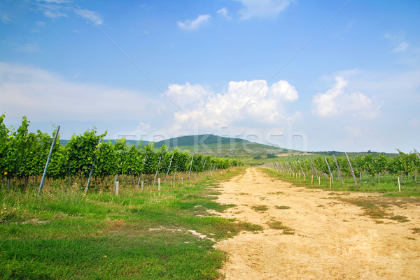 Vineyard Stock photo © fyletto