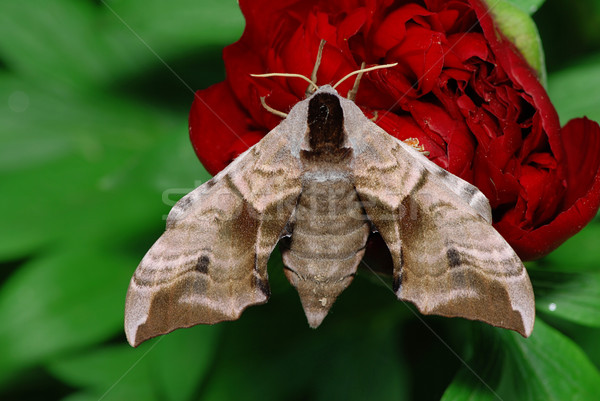 Stockfoto: Bloem · groot · vergadering · Rood · vlinder · tuin