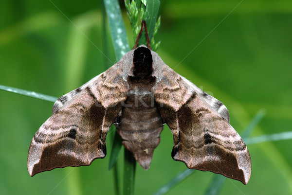 Moth on a stalk Stock photo © fyletto
