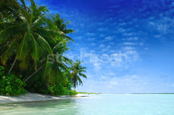 Plaj Maldivler güzel tropikal plaj turkuaz deniz Stok fotoğraf © fyletto