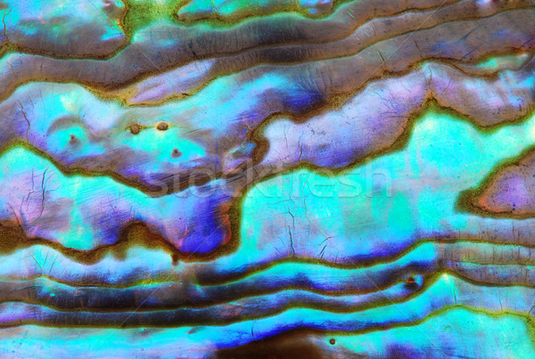 Gyöngy makró tenger kagyló hajlatok rétegek Stock fotó © fyletto