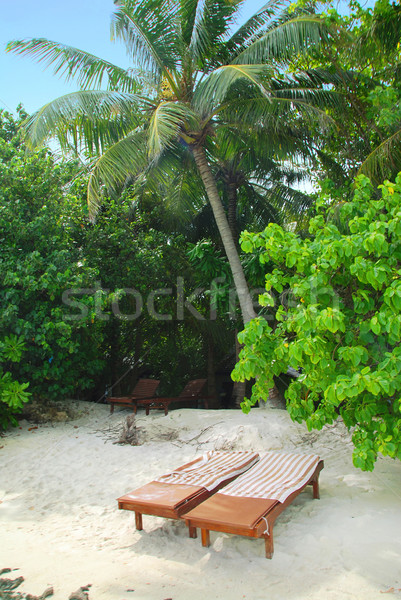 Trópusi tengerpart kettő nap tengerpart trópusi pálmafák Stock fotó © fyletto