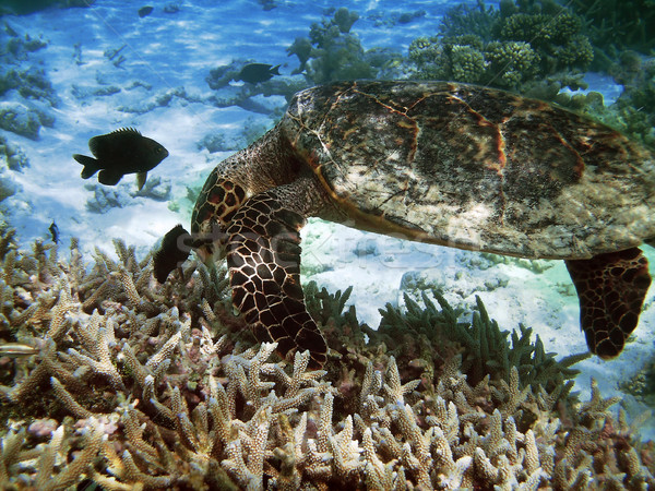 Teknős korallzátony tenger úszik természet zöld Stock fotó © fyletto