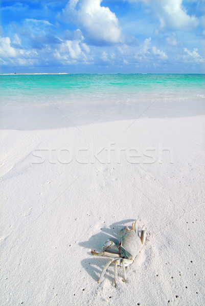 Krabbe tropischen Strand wenig schönen Strand Natur Stock foto © fyletto